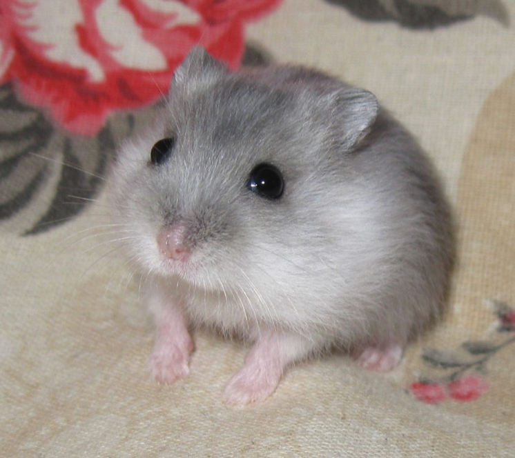 Křeček džungarský MERLE s PP (Brno, Břeclav)