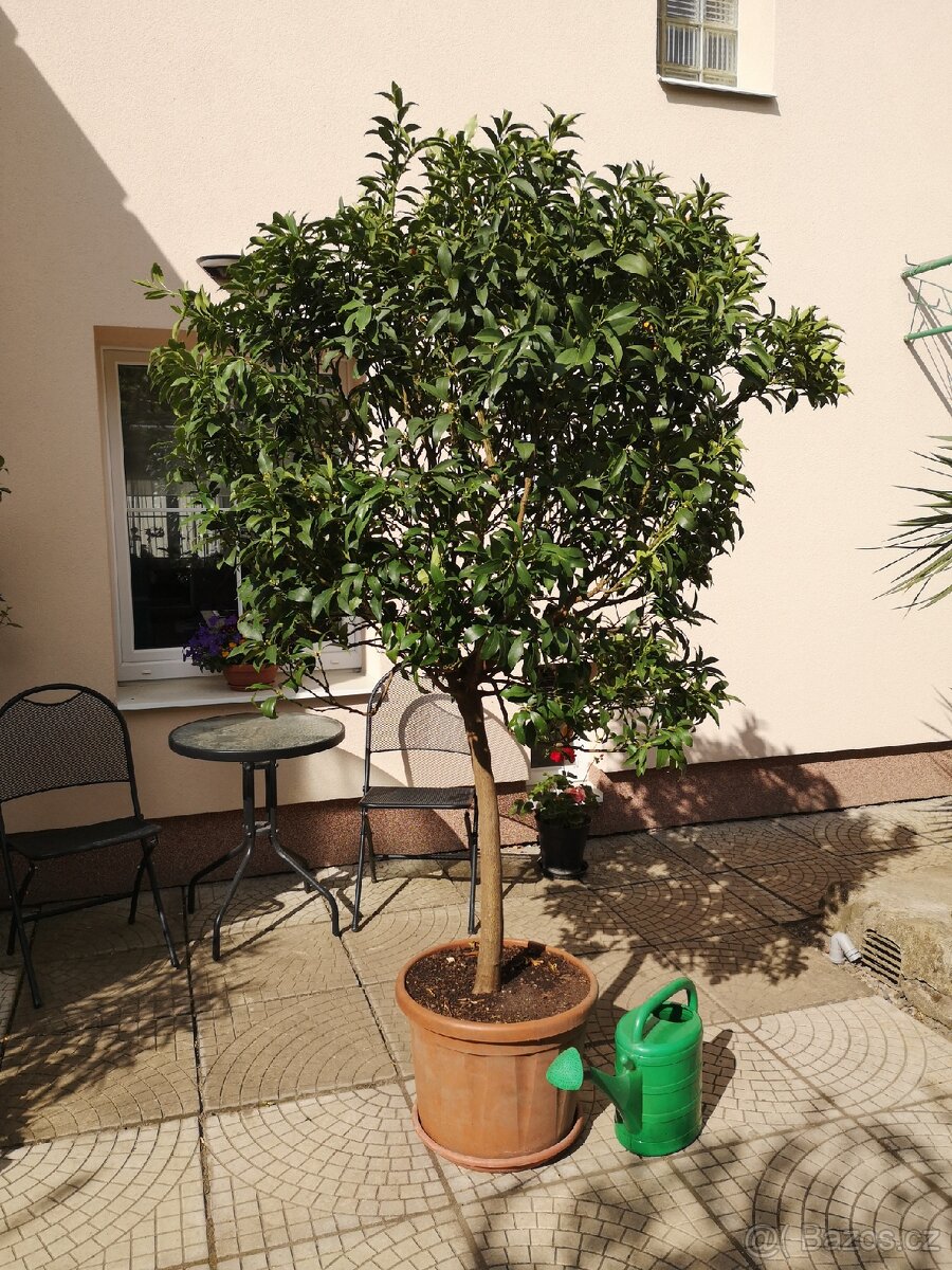 Krásný citrus