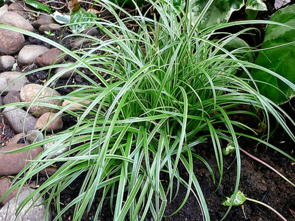 Okrasná travina Carex Morowii, panašovaná tráva