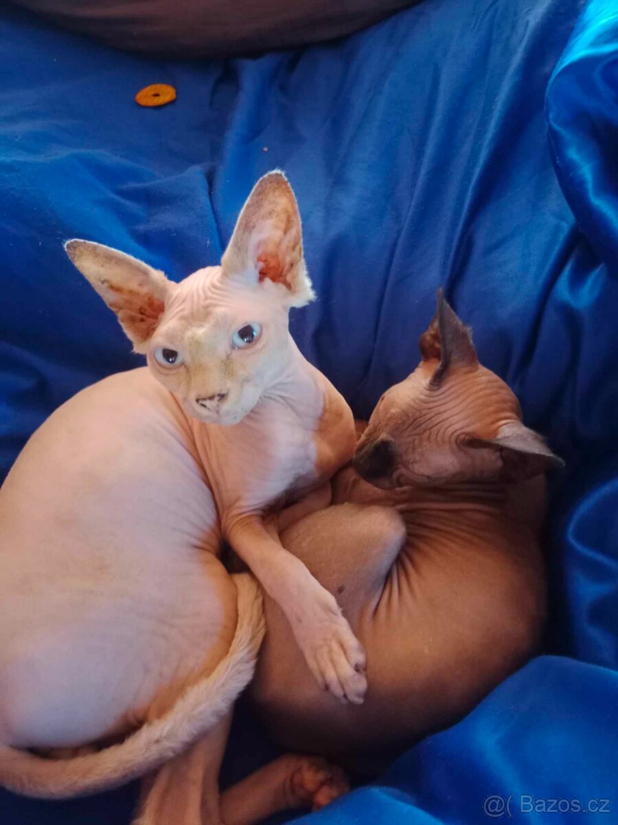 Sphynx