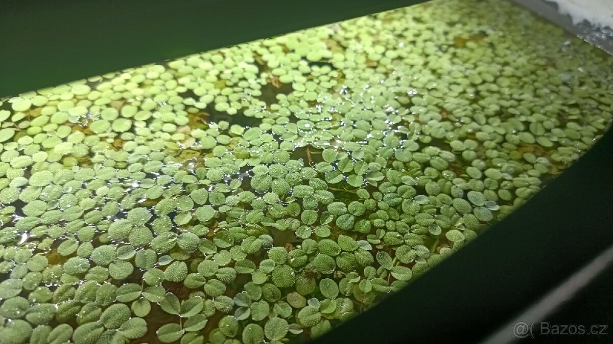 Salvinia natans