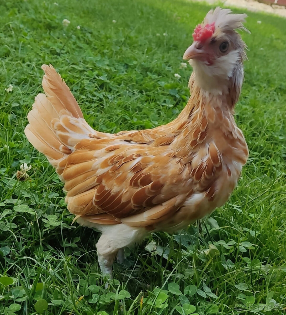 Křířenci Sebritka x Paduánka