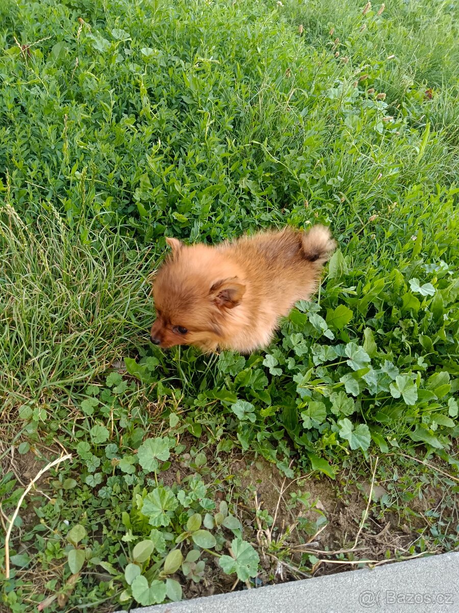 Pomeranian