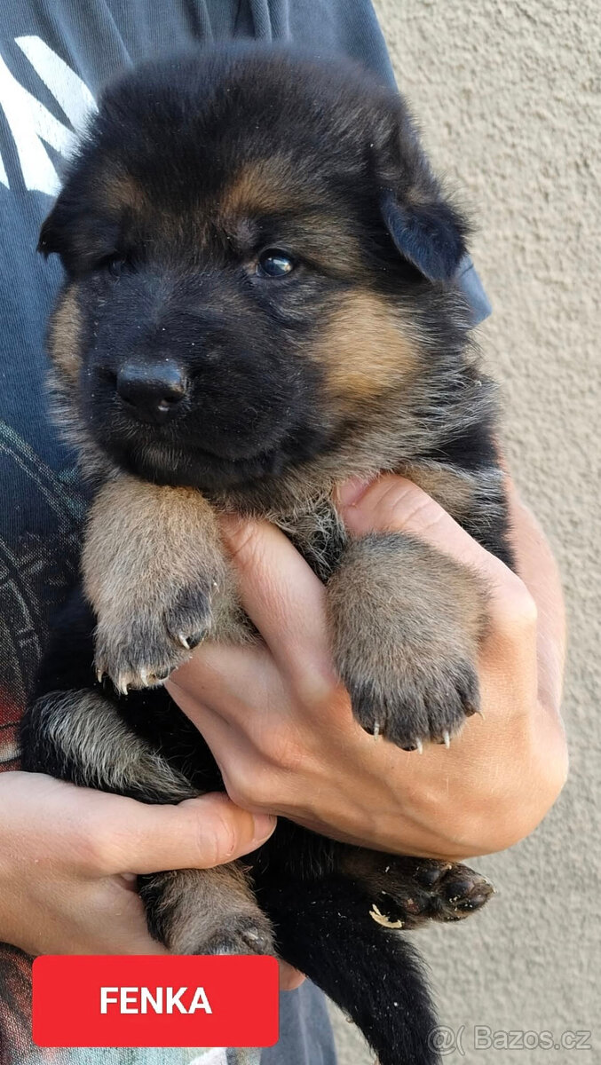 Německý ovčák-štěňátka typ Rex k rezervaci-odběr říjen