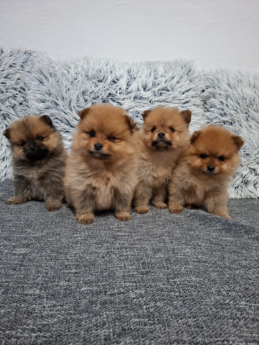 Pomeranian