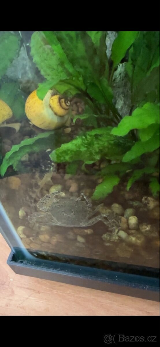 KOUPÍM MEKONGY a NEO. DAVIDI BLUE KREVETY