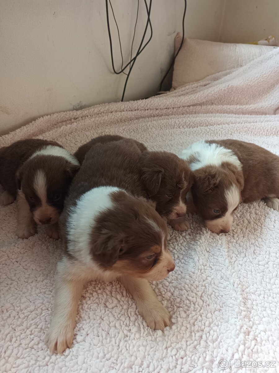 Australský ovčák bez PP