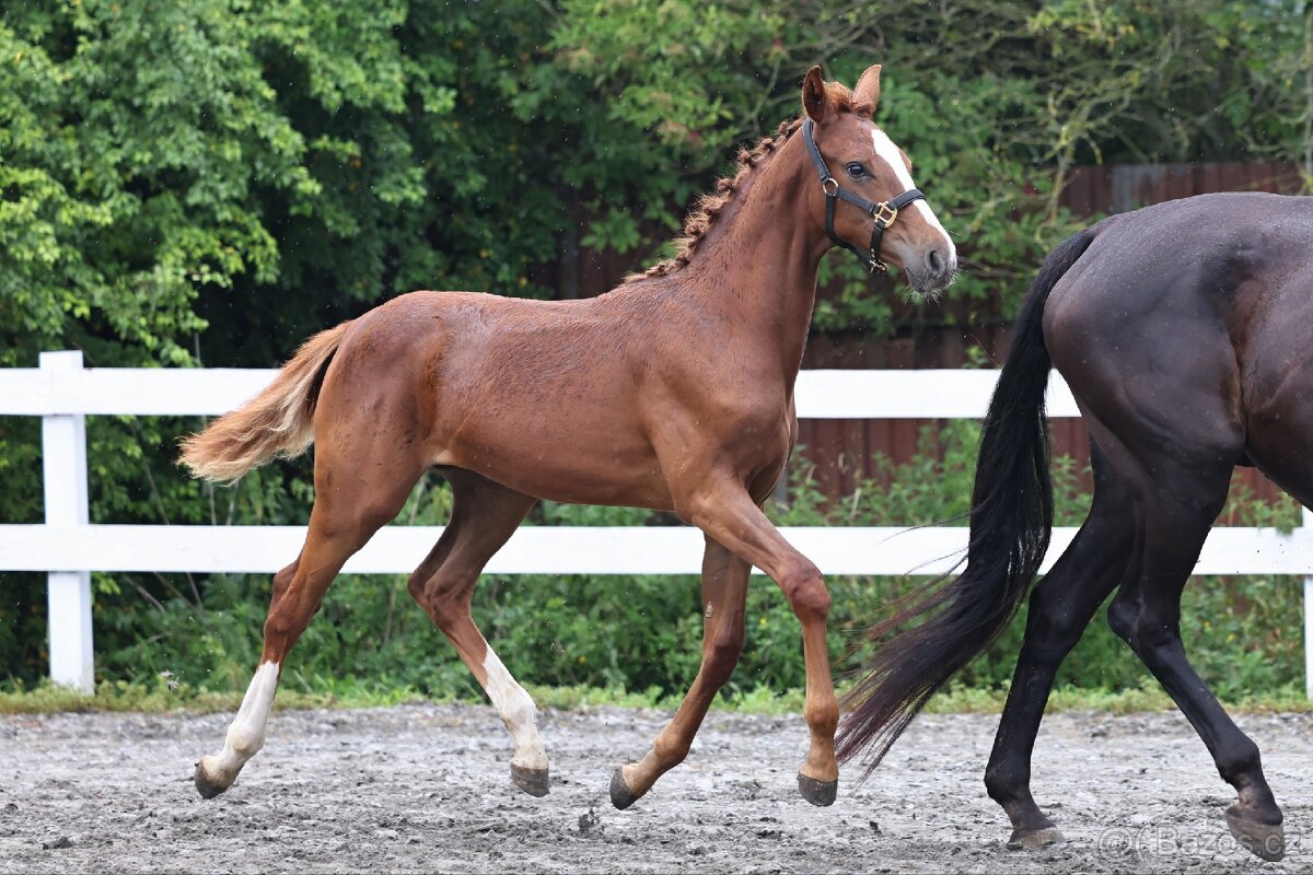 Klisnička po One And Only (Don VHP)