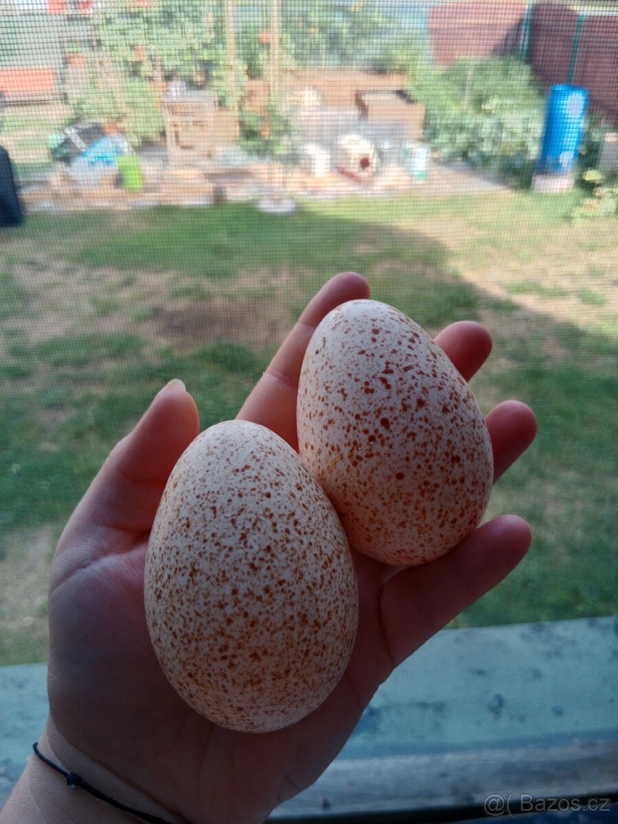 Krůtí vejce ( konzumace )