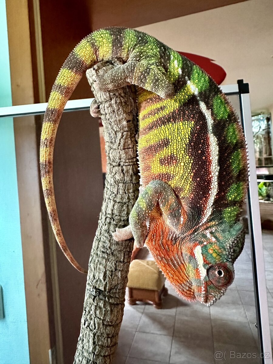 Furcifer Pardalis Sambava