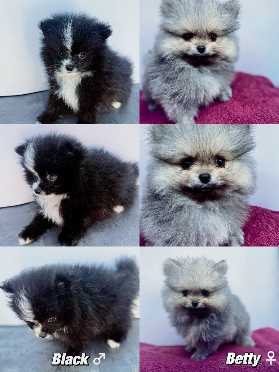 Štěňátka Pomeranian s PP