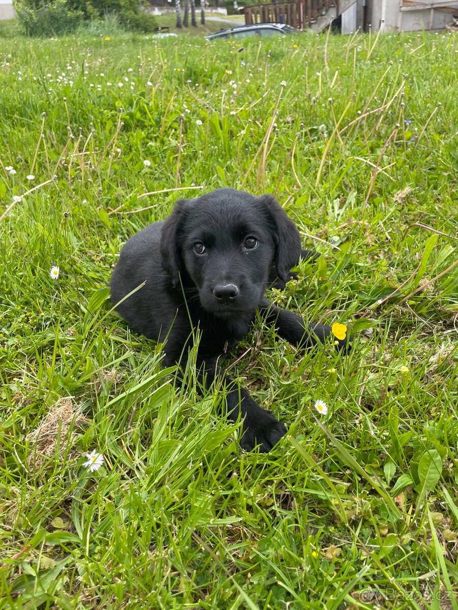 Fenka