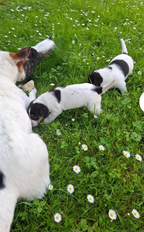 Jack Russell