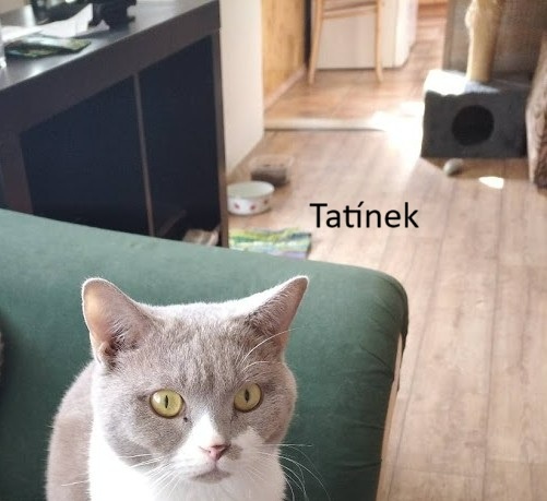 Britská koťata
