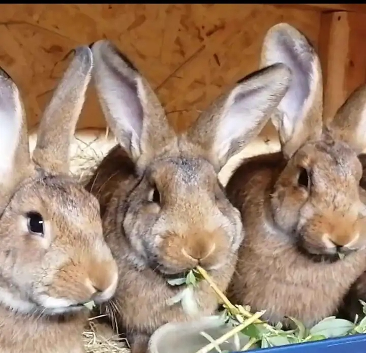 Králík -samci i samice