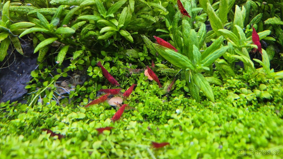 Neocaridina Davidi var. Blood Mary