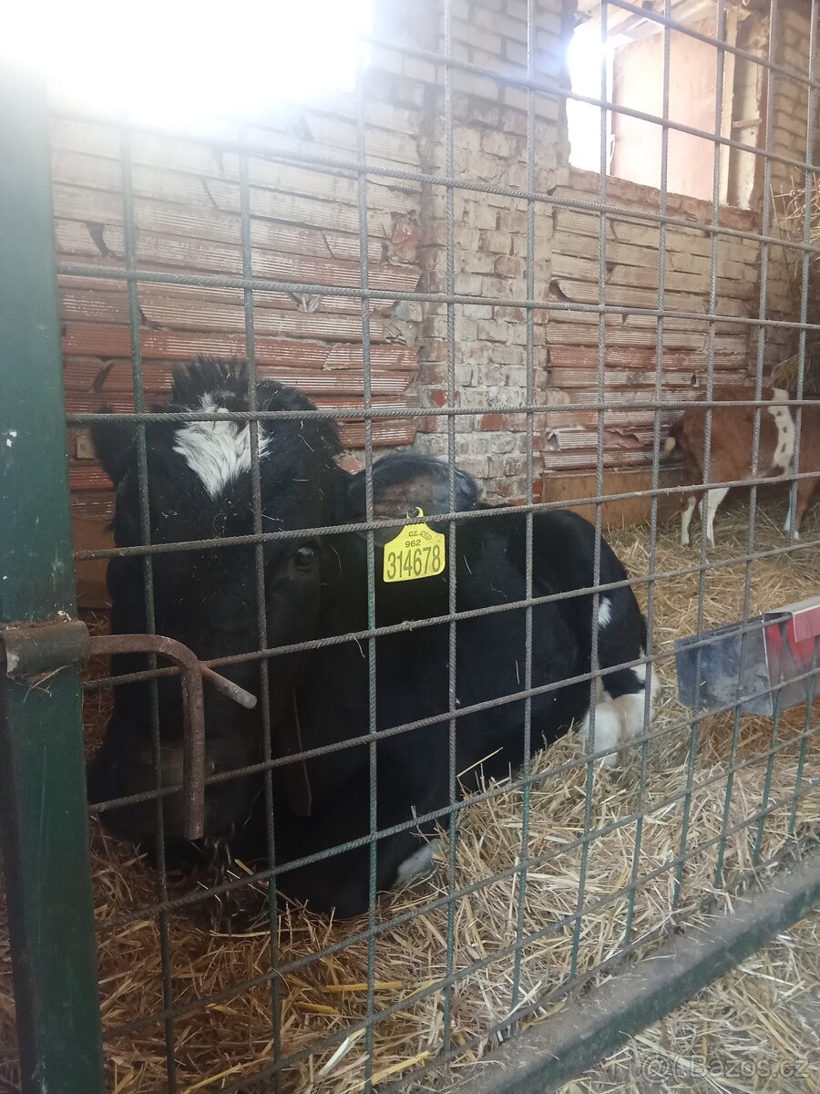 Jalovička