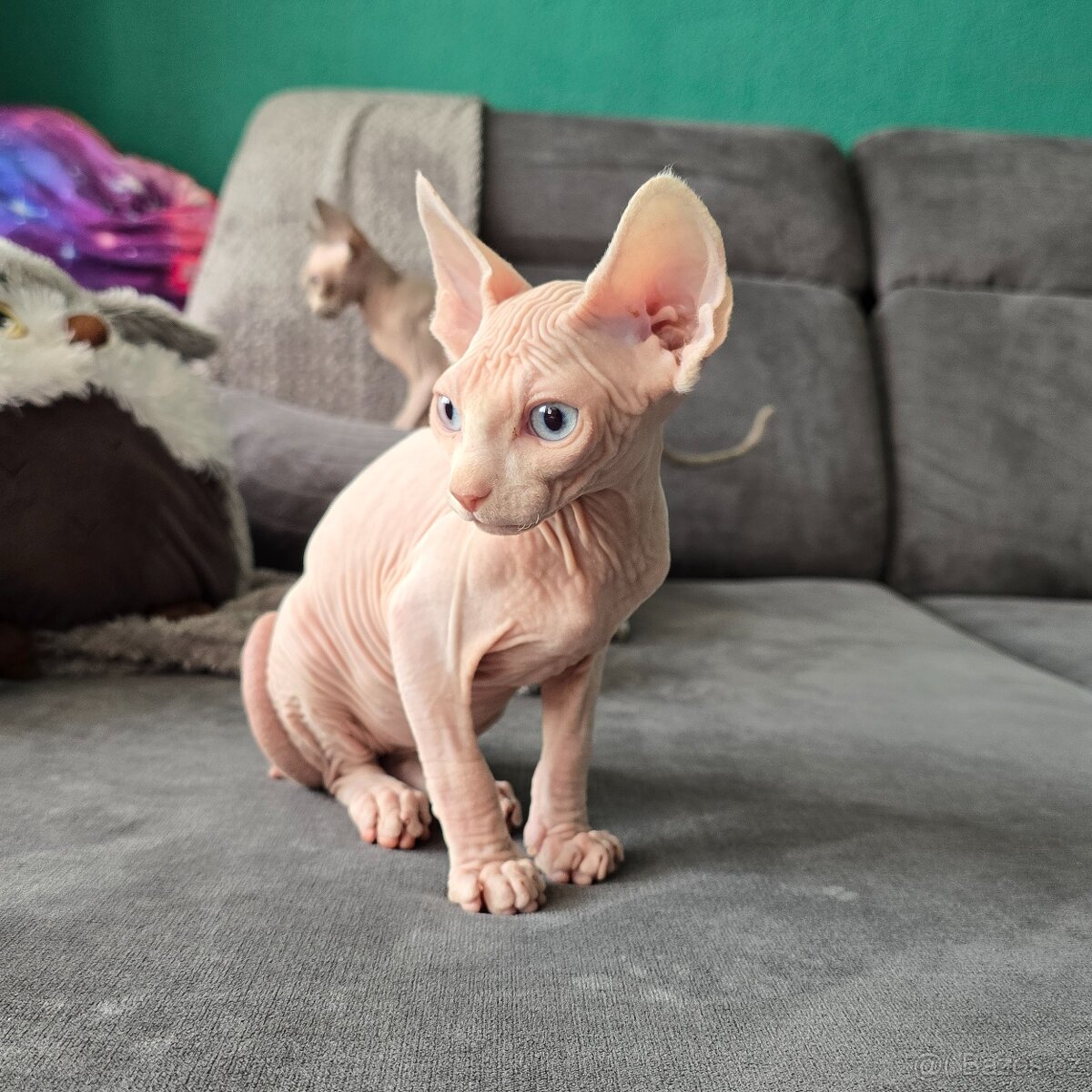 Kanadský sphynx