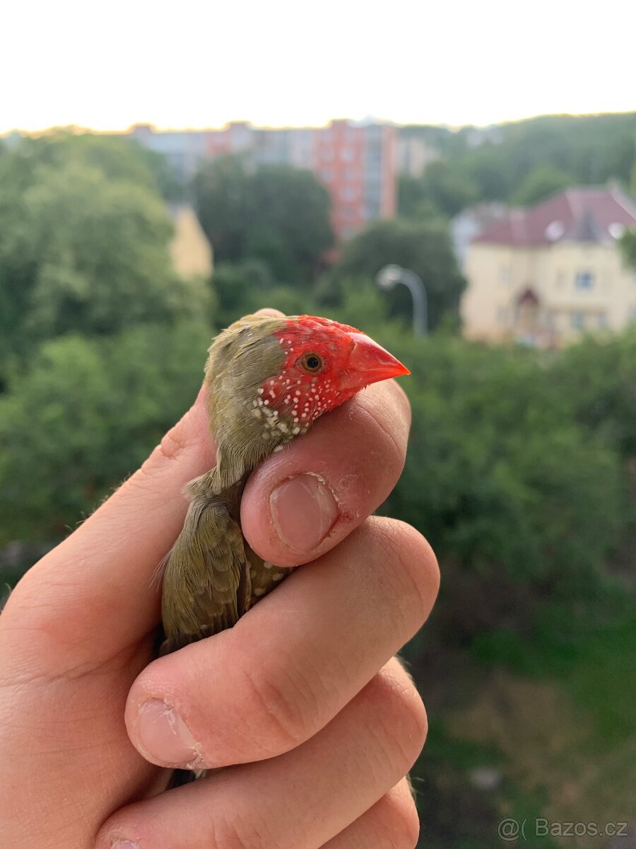 Poptávám 0,1 astrilda rákosního