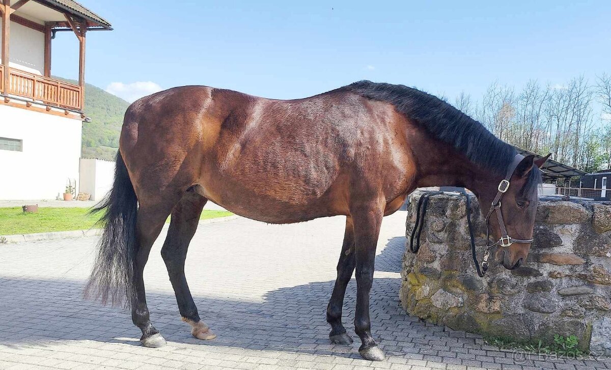 Paso Fino