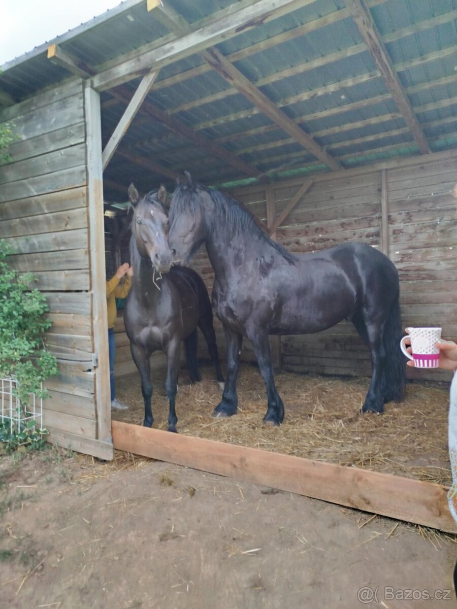 Fríský kůň, Quatrer horse