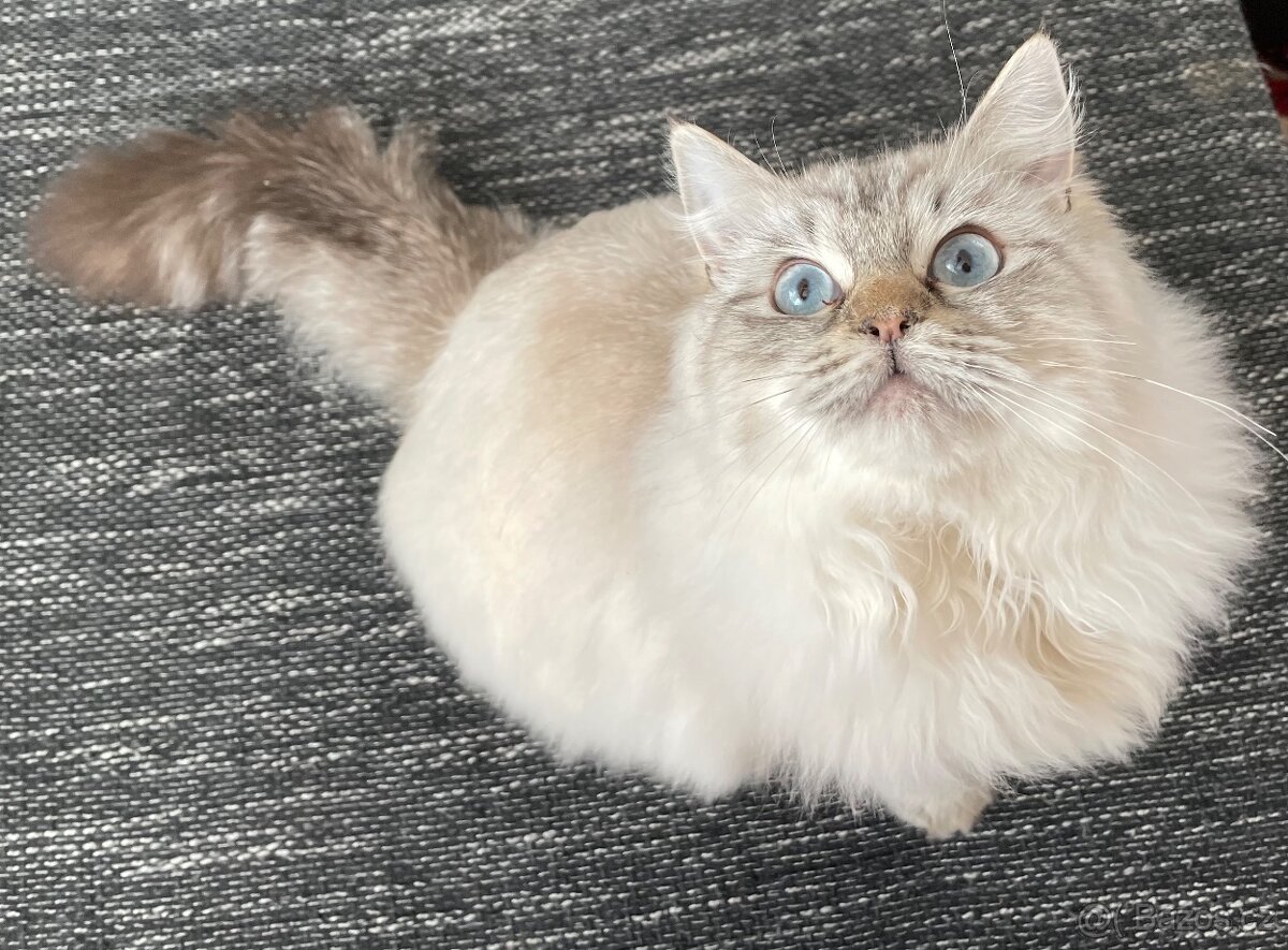 Ragdoll