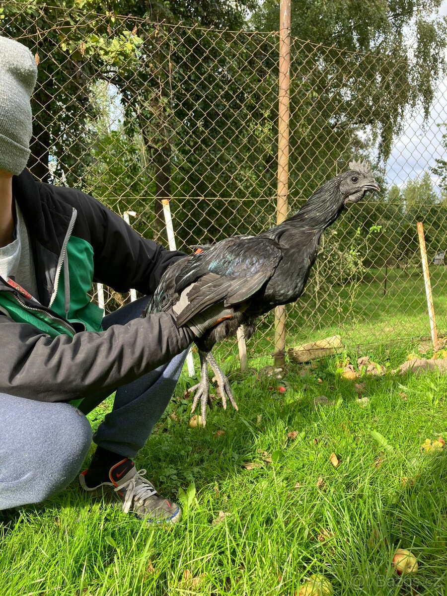 Ayam Cemani kohouti na prodej