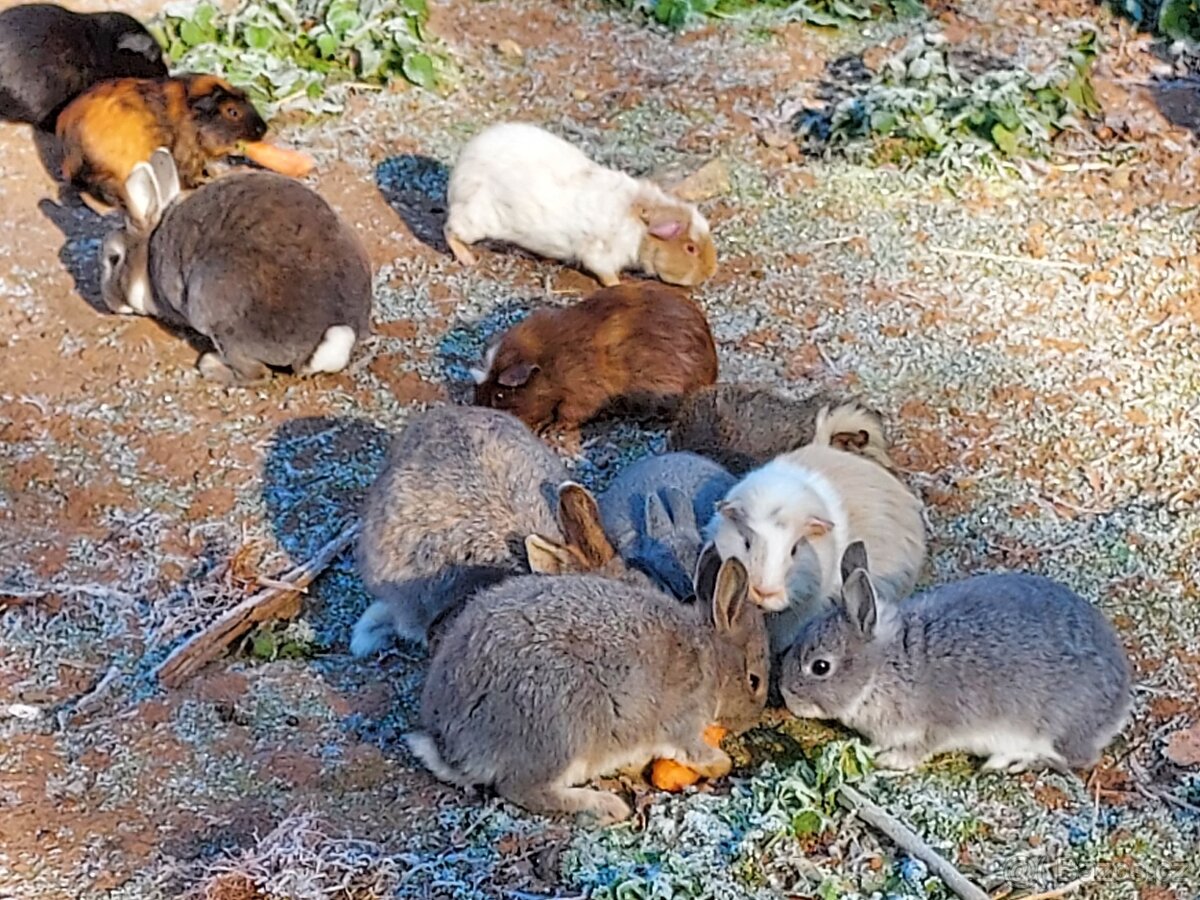 Zakrslý králíček možno i s morčetem