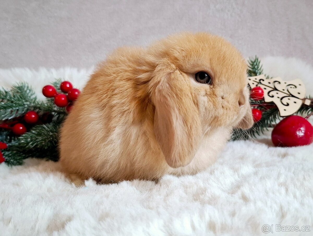 Luxusní sameček minilop