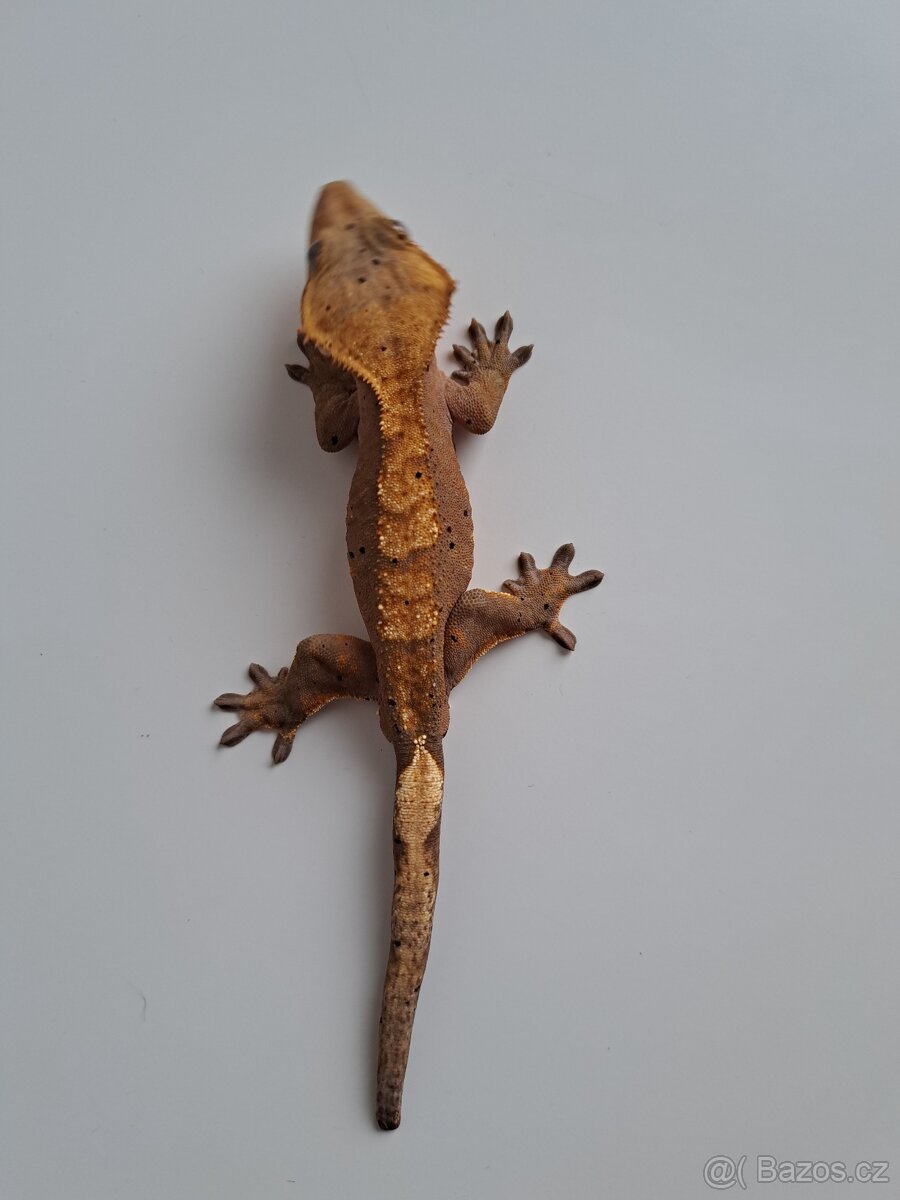 pagekon řasnatý samec.