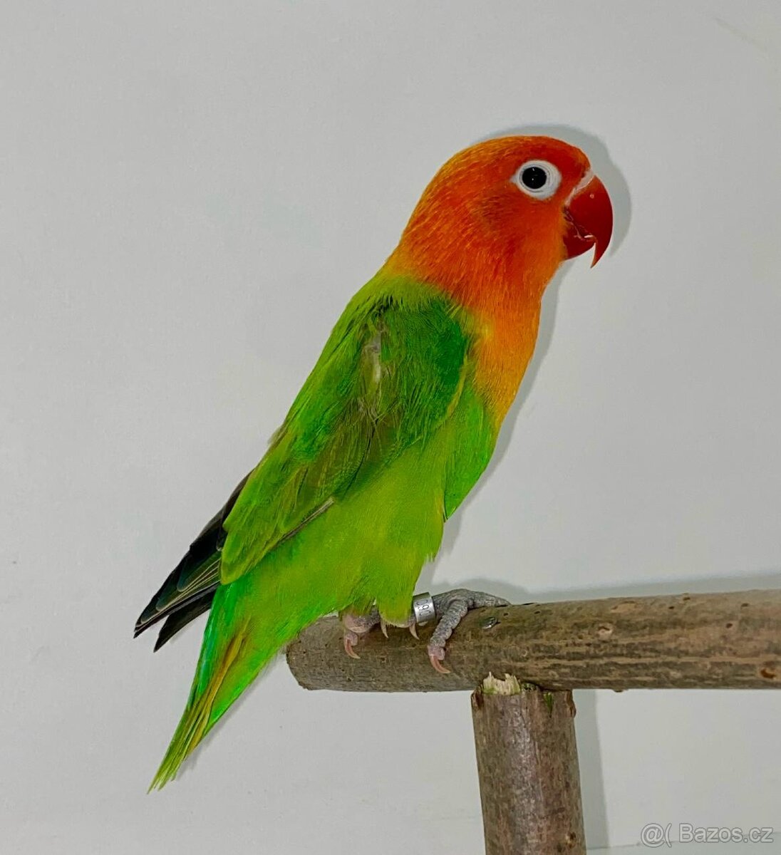 Agapornis Fisherův