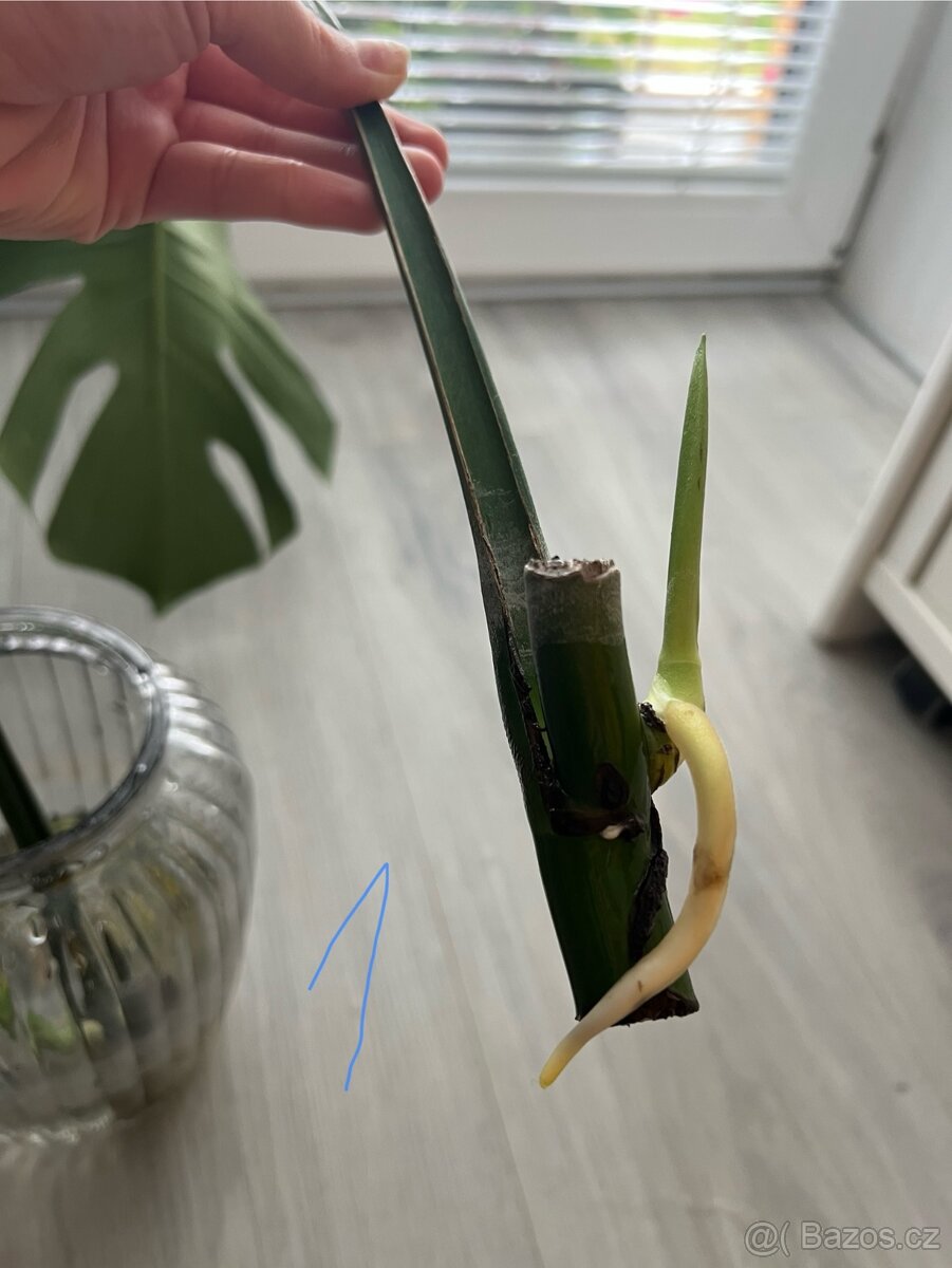 Monstera deliciosa