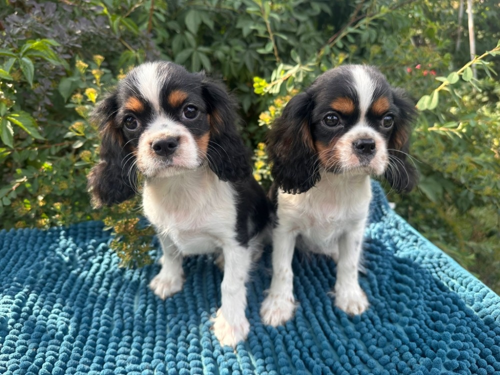 Kavalír King Charles Španěl tricolor