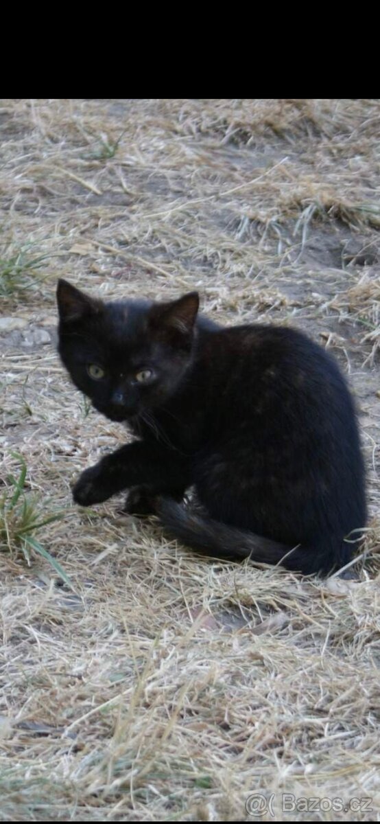 Koťátka hledají nový domov 🐾