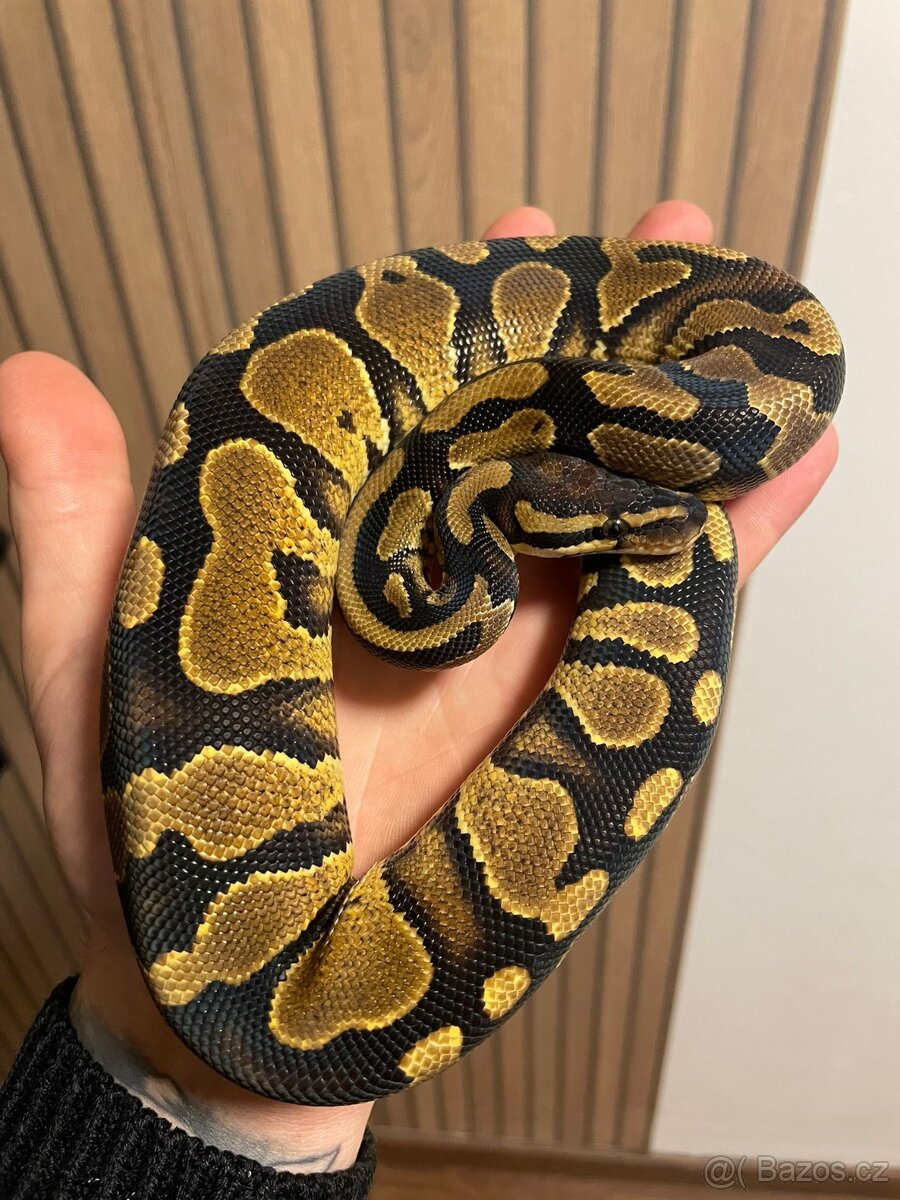 Krajta královská samec GRAVEL