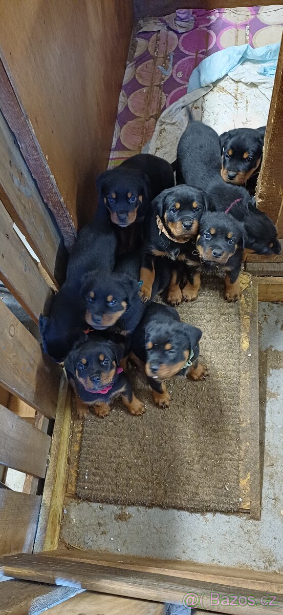 REZERVACE Štěňata rotvajler bez PP