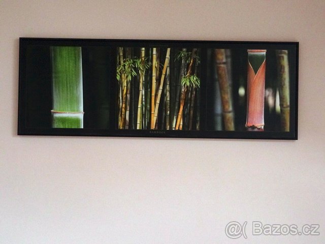 Laminovaný obraz BAMBUS