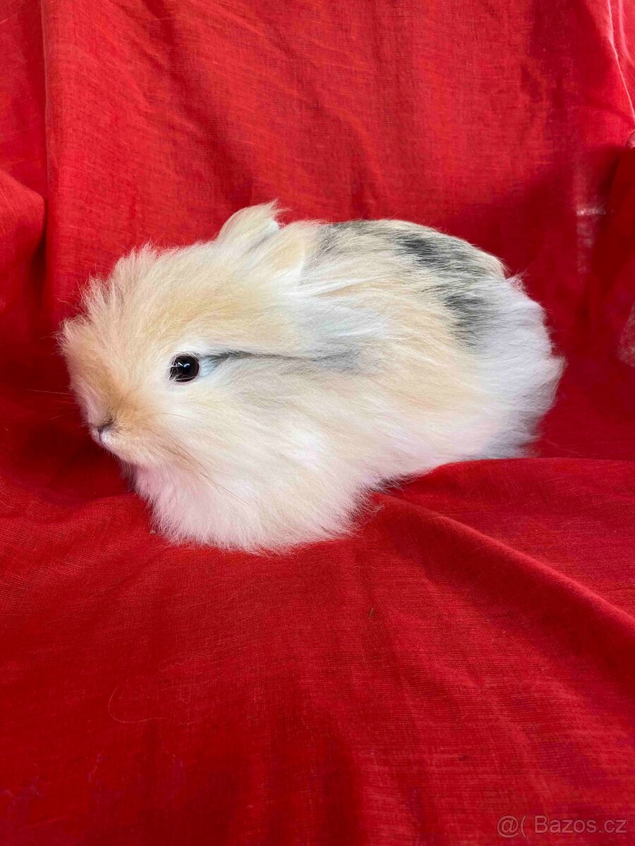 ZAKRSLÝ TEDDY KRÁLÍČEK - KRÁLÍČCI