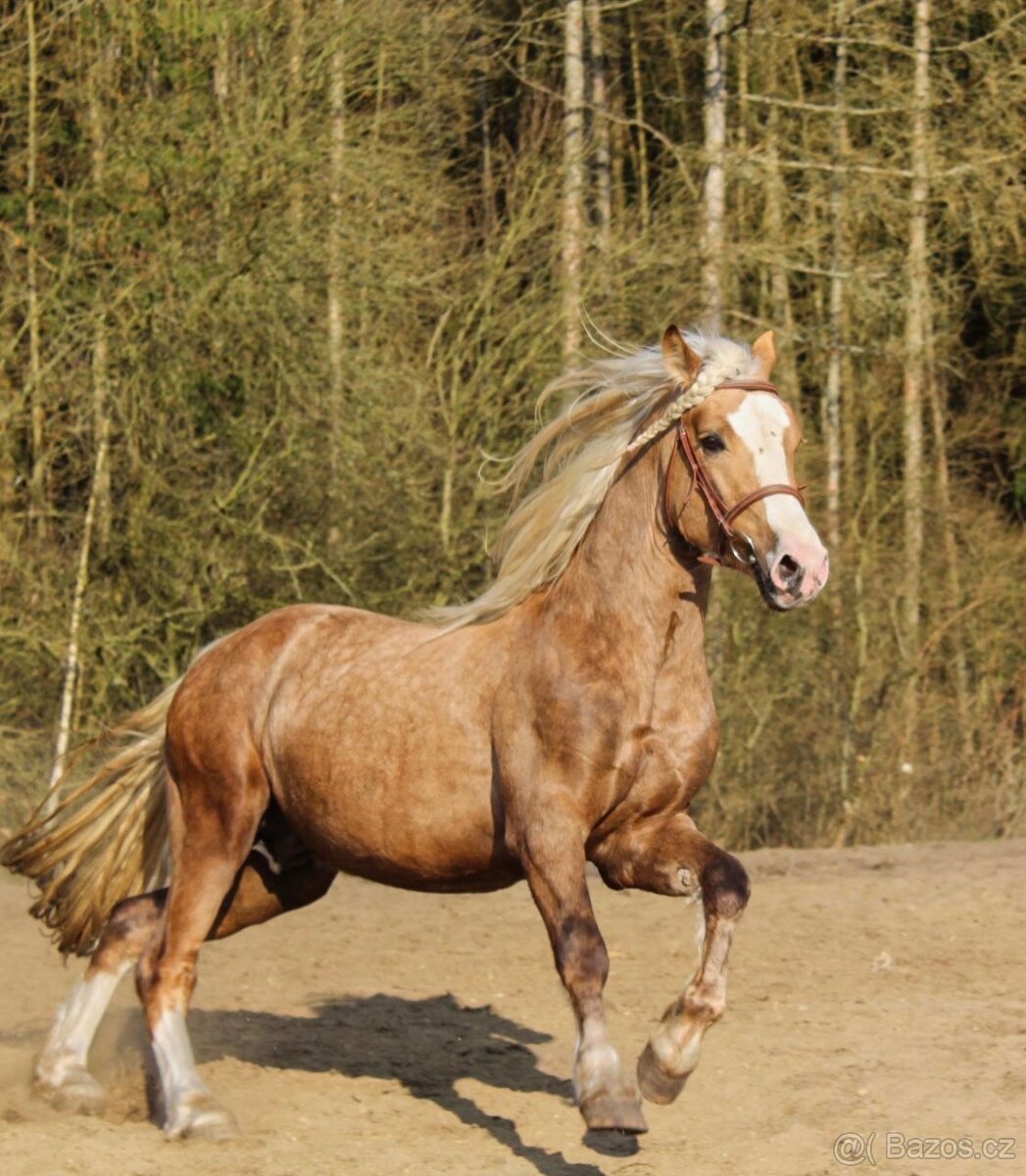 Připouštění Welsh Cob D Isabel barva