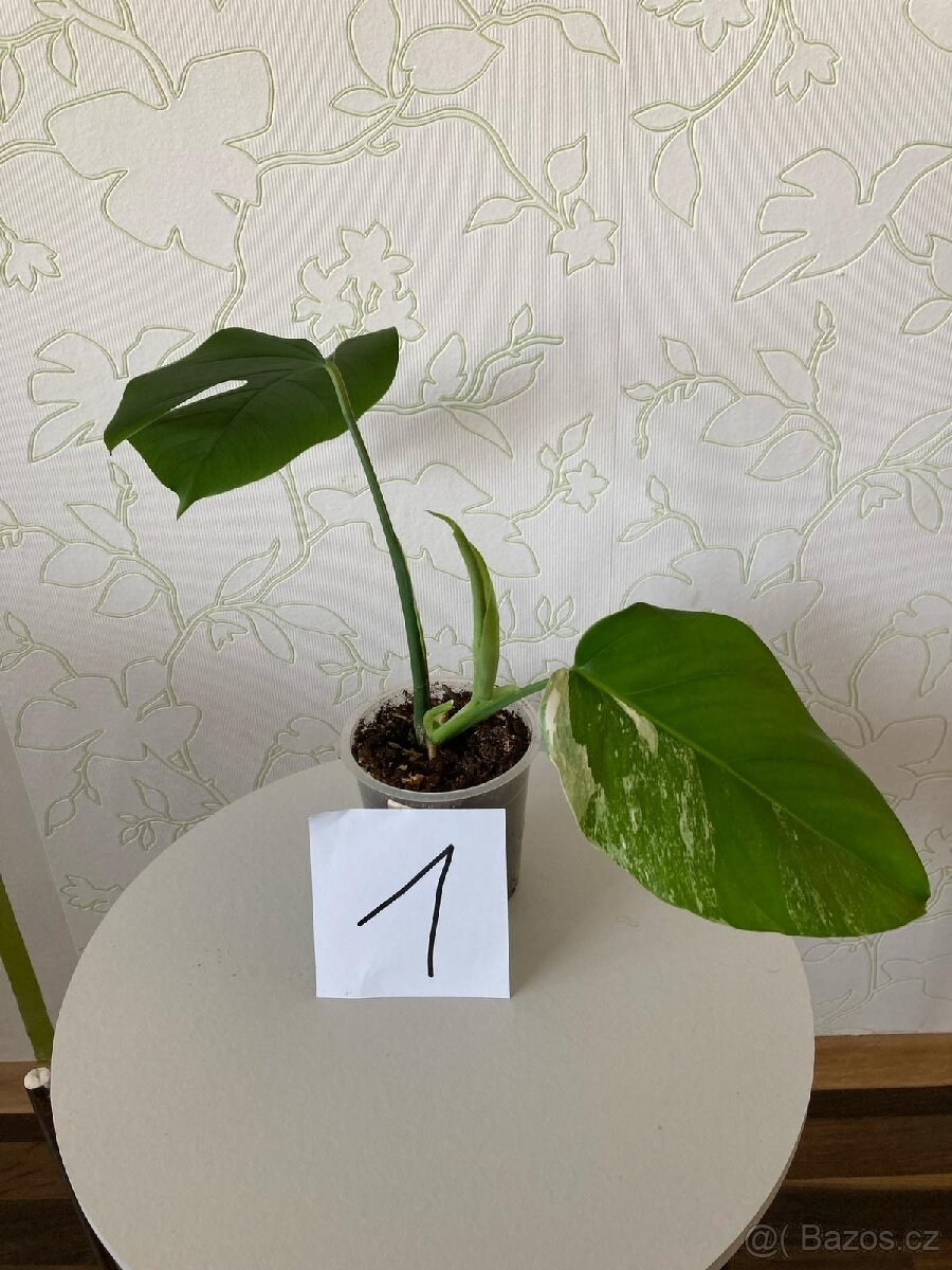 Panašovaná monstera