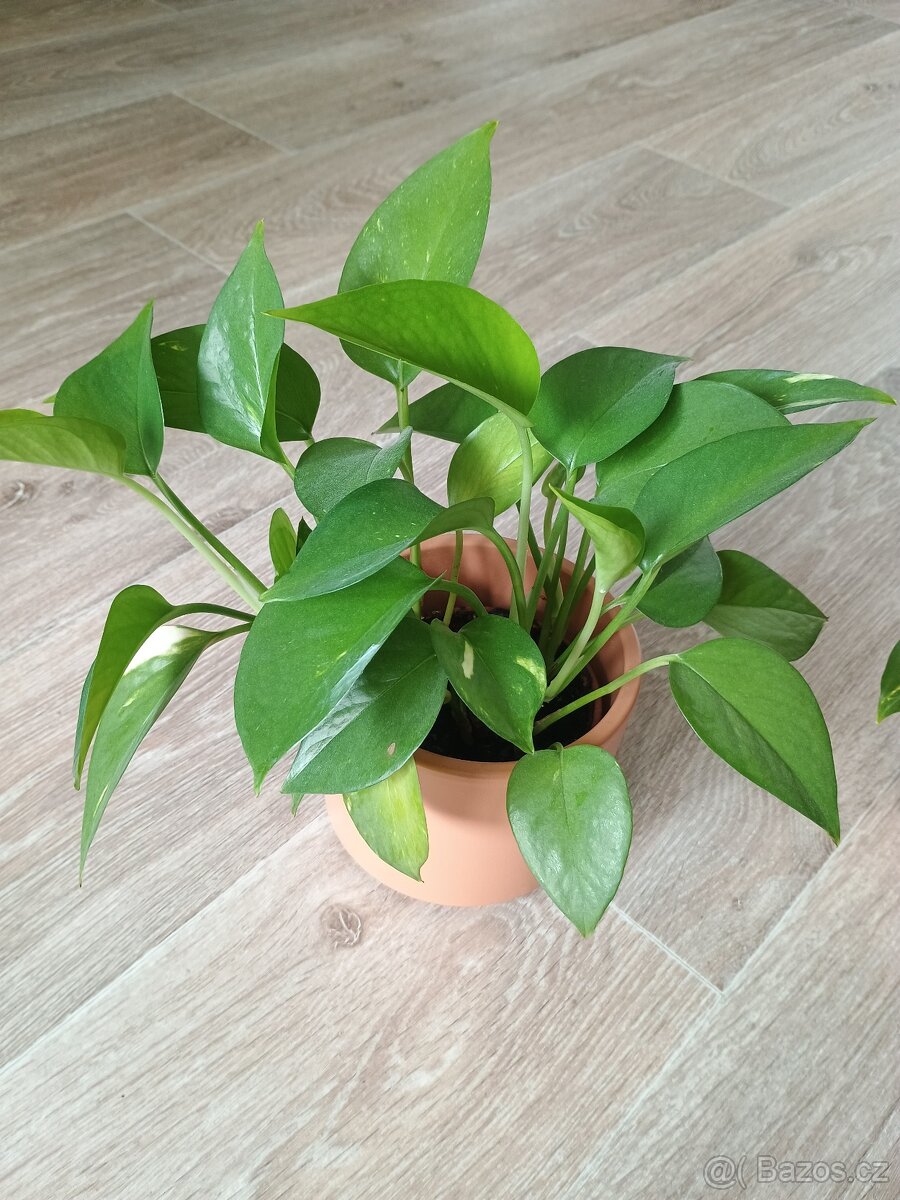 Šplhavnice neboli Epipremnum, Pothos