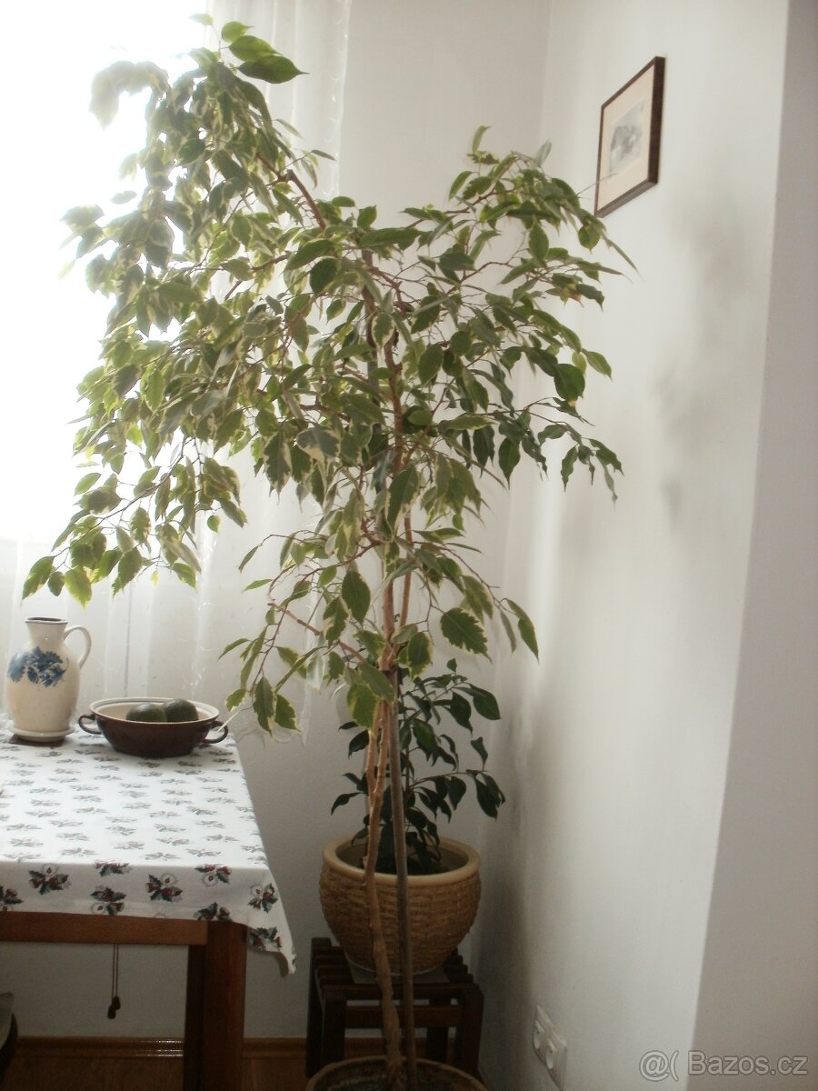 fikus benjaminek