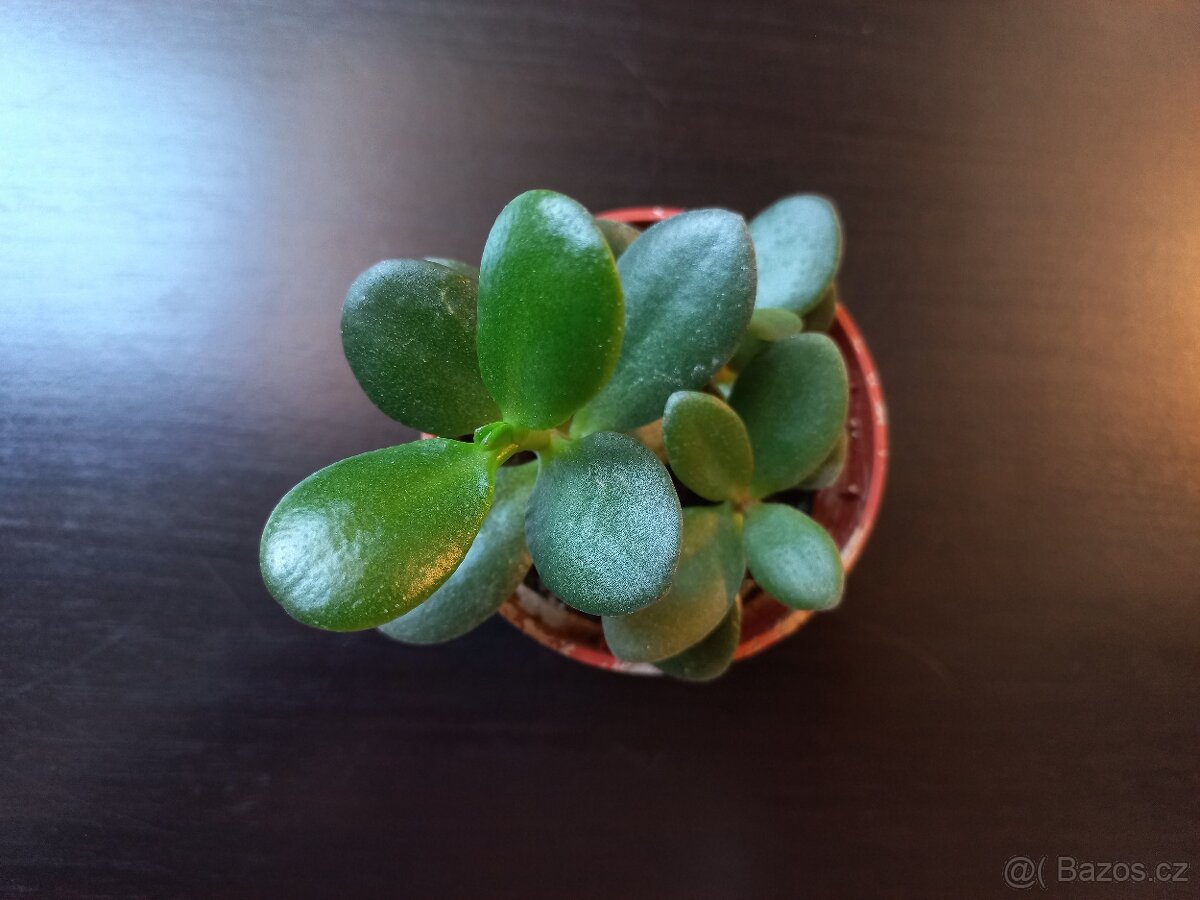 Tlustice vejčitá - crassula ovata