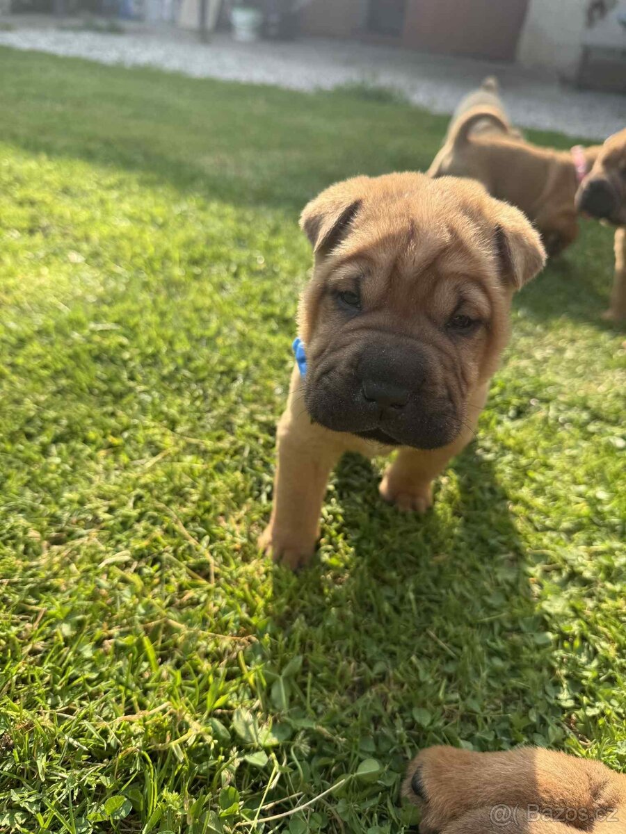 Sharpei