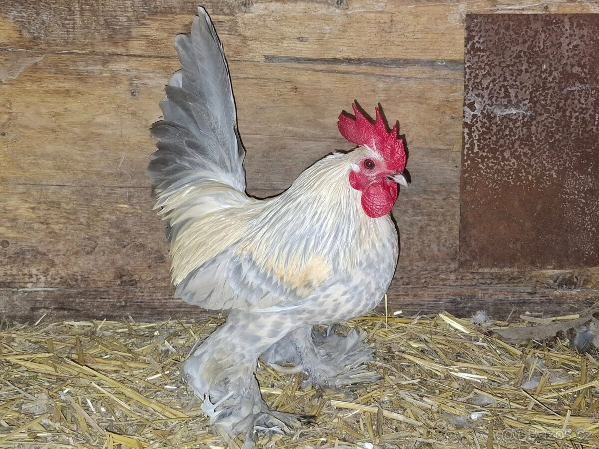 Rousná zakrslá isabela