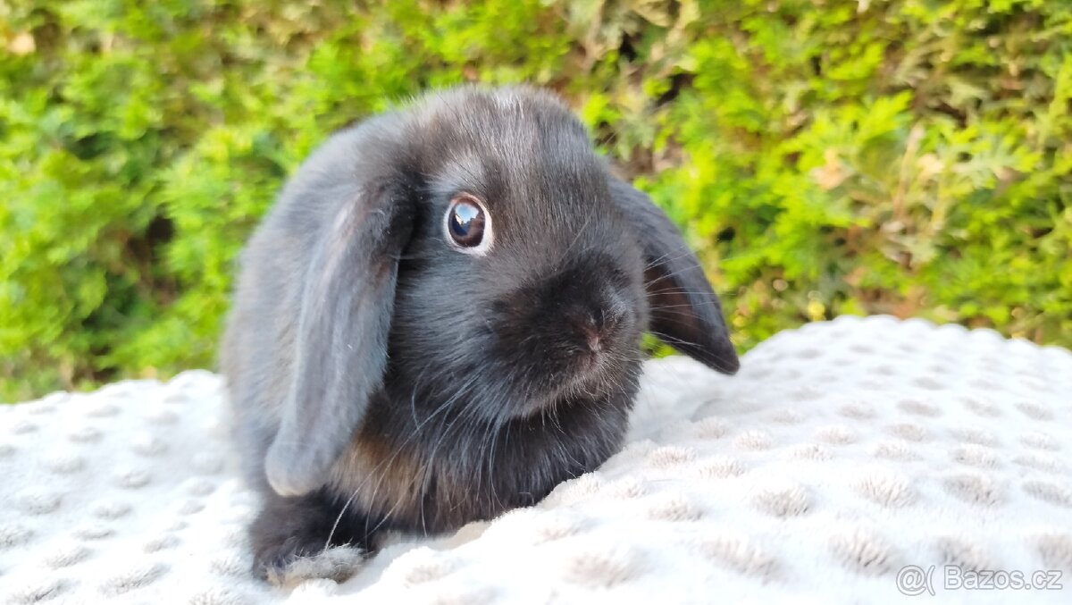 Zakrslý beránek, králíček, králík - PIPER