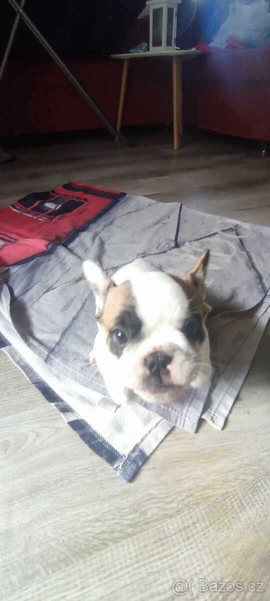 Štěňata francouzského buldočka