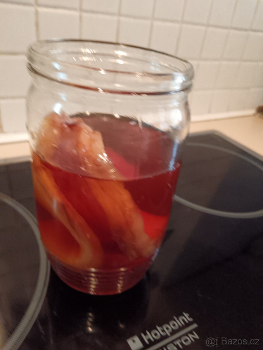 Kombucha - kultura