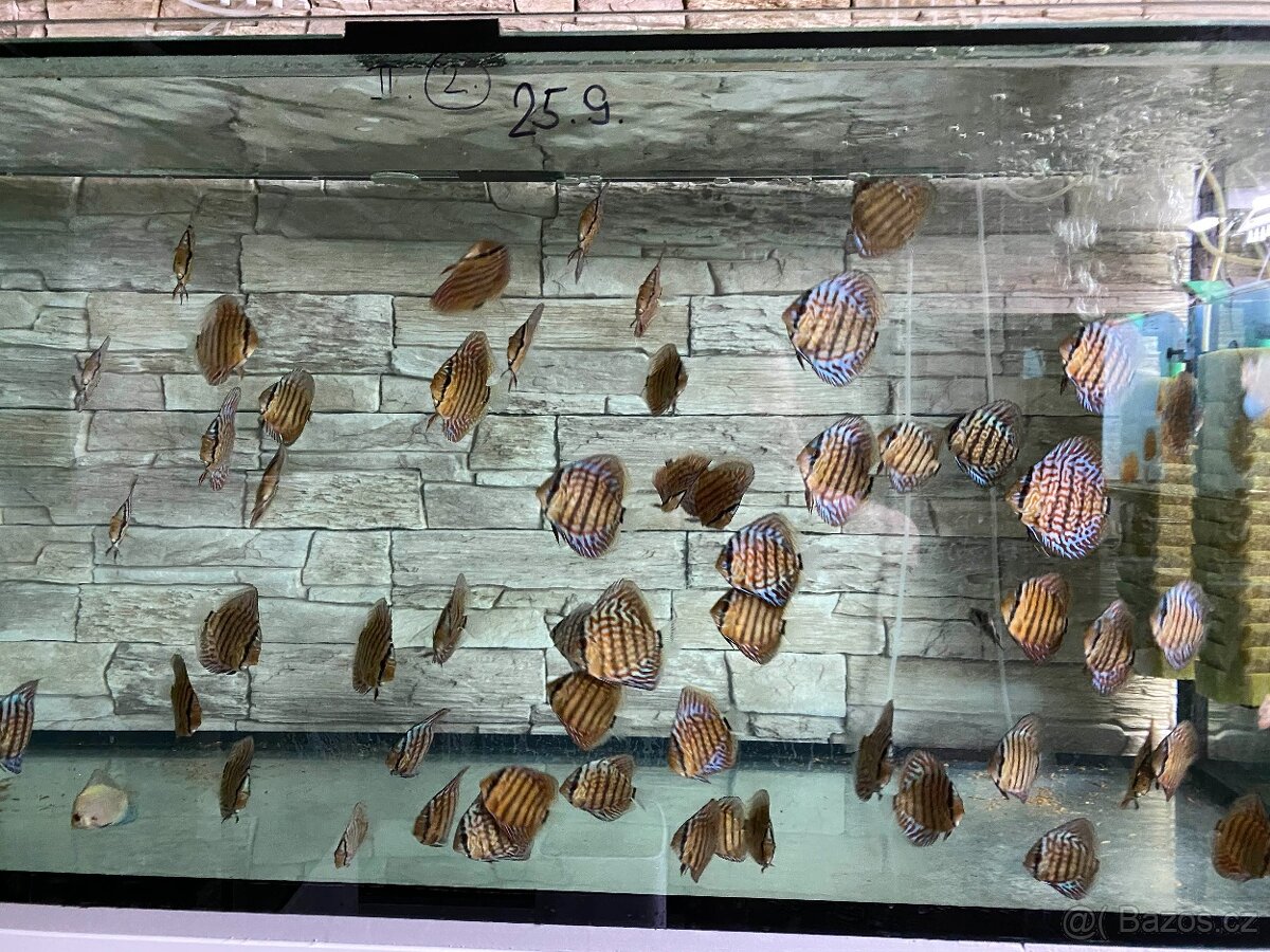 Discus, terčovci RED Tyrkys