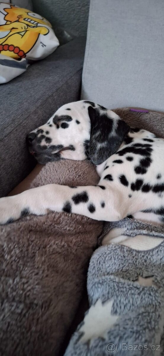 Prodám štěně Dalmatina